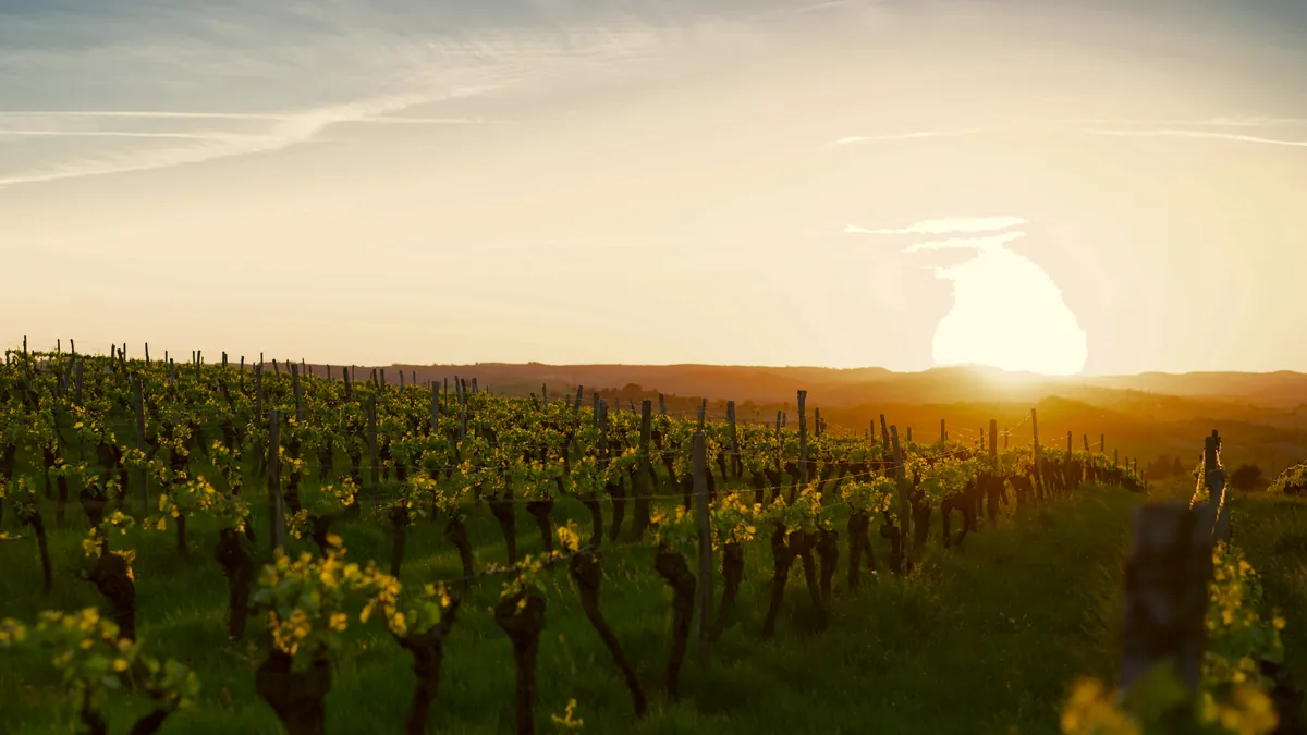 Weinberge im Licht der tiefen Abendsonne