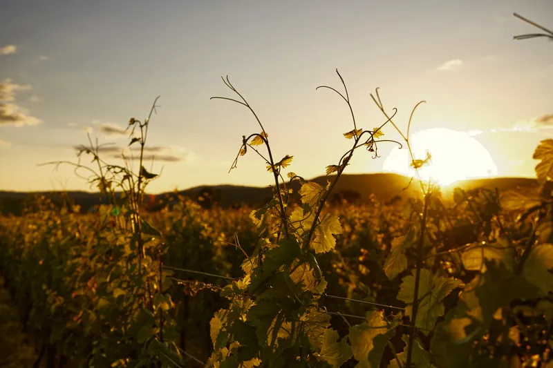 Weinreben im Gegenlicht