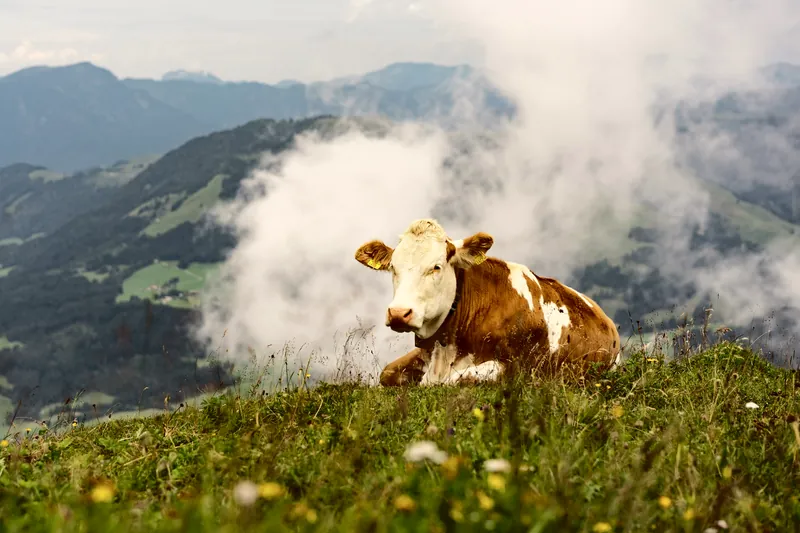 Kuh auf einer Almwiese, dahinter Wolken und Berge